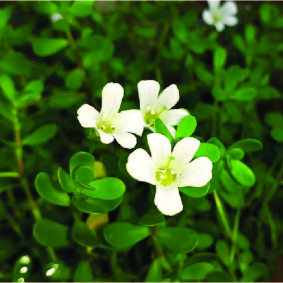 Brahmi Plant Online | Buy Medicinal Plant In India